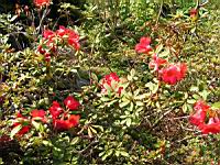 Rhododendron Hybride Elisabeth (fam. Ericacees) (Aberconway 1933) (01) (Photo F. Mrugala)